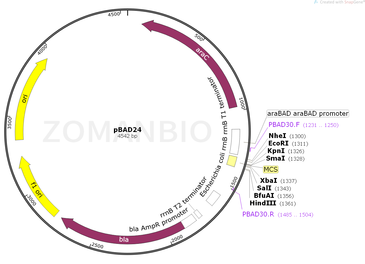 ZK1605 pBAD24.png